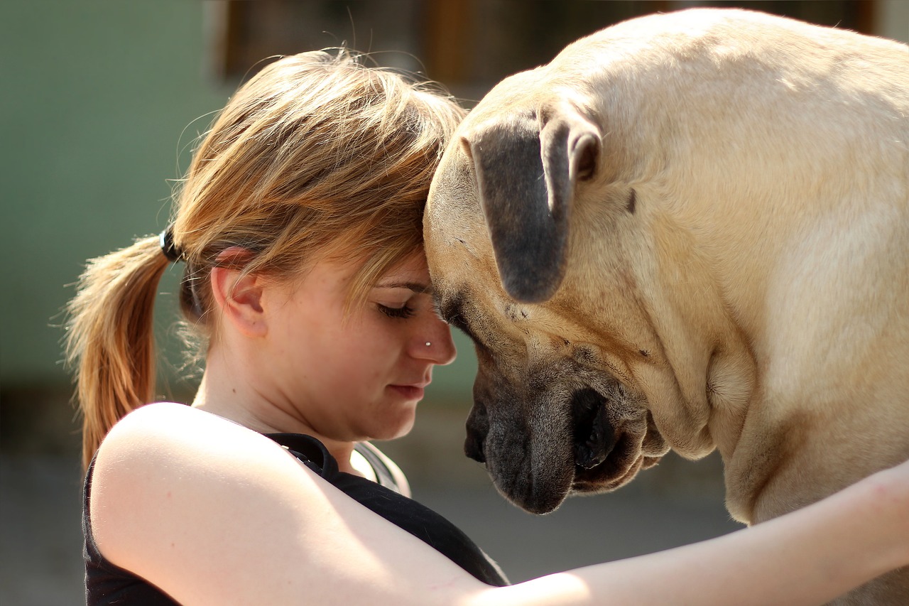 The Characteristics of the Boerboel - Guardian and Companion